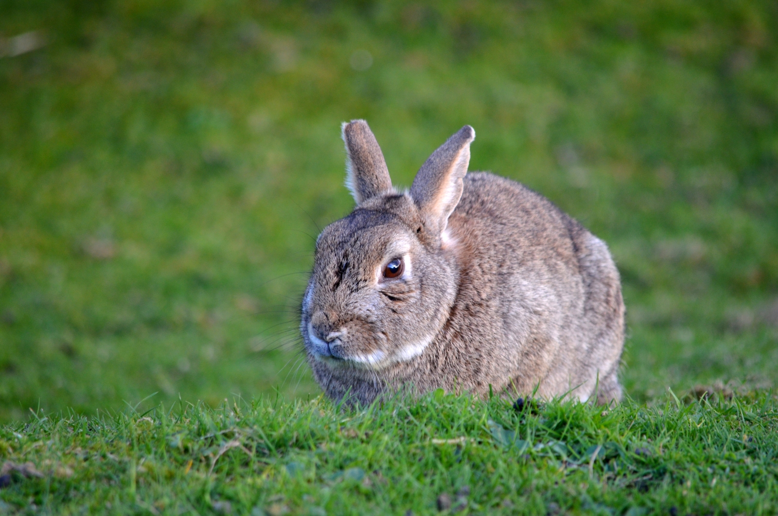 image of Rabbit on the grass