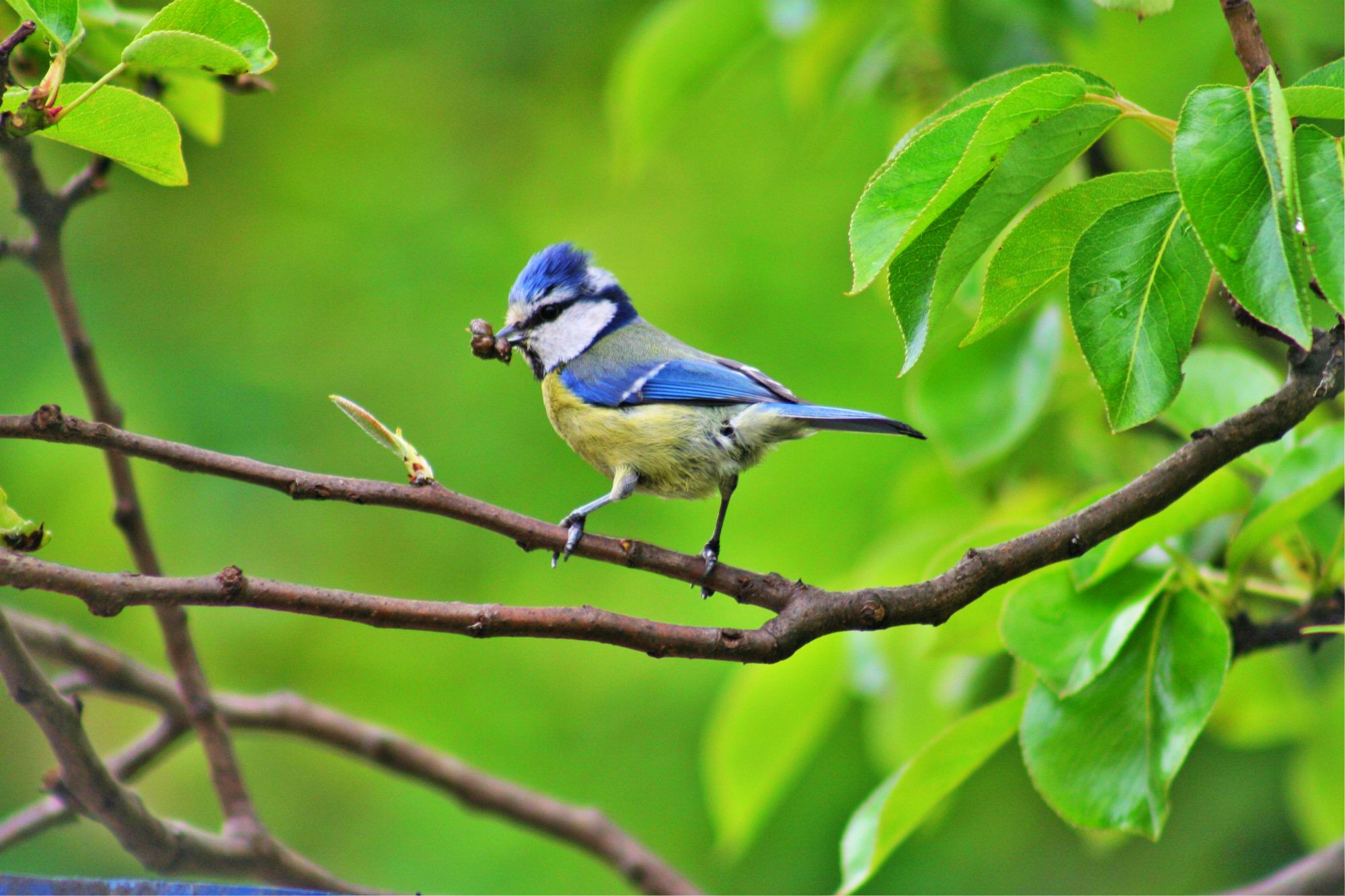 image of Blue tit in tree with caterpillar