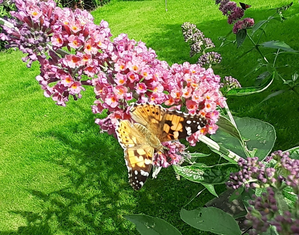 image of Butterfly on flowers
