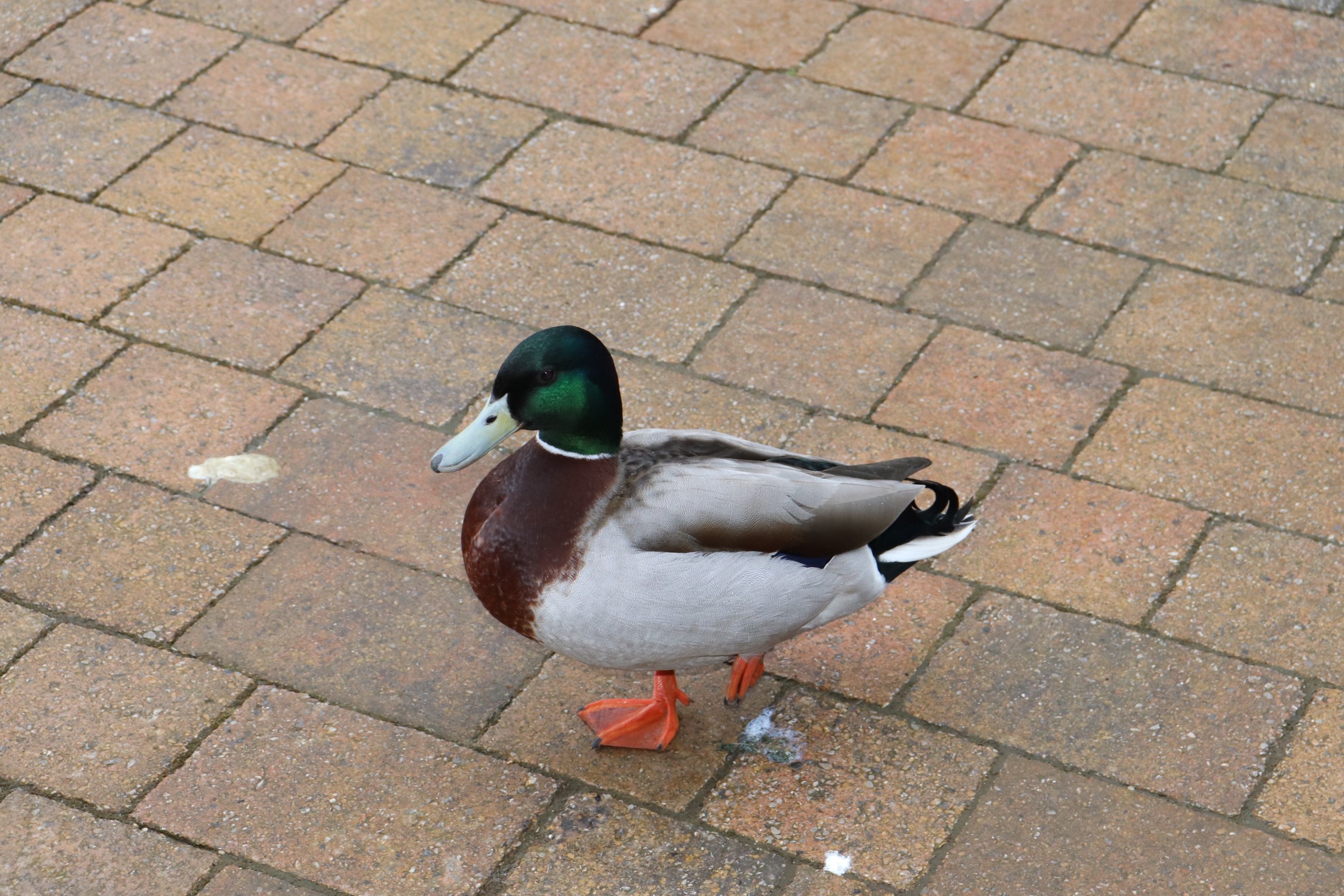 image of Mallard Duck